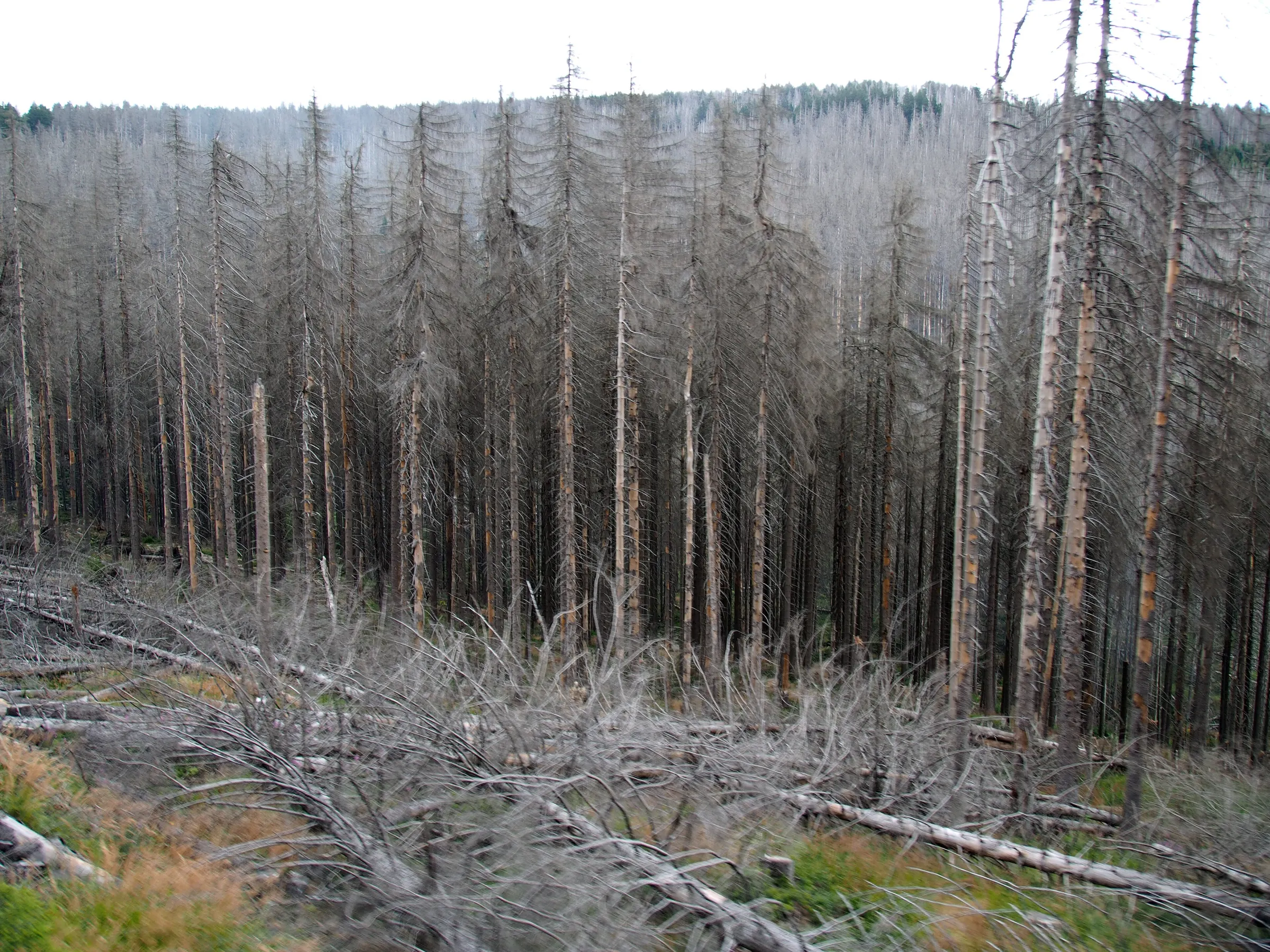 A hillside of tall grey dead spruce trees standing in dense uniform ranks, with fallen trunks and dry branches in the foreground